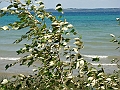 Western Michigan [2010] 568
